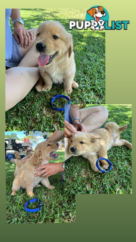 Fullbred Golden Retriever Puppies