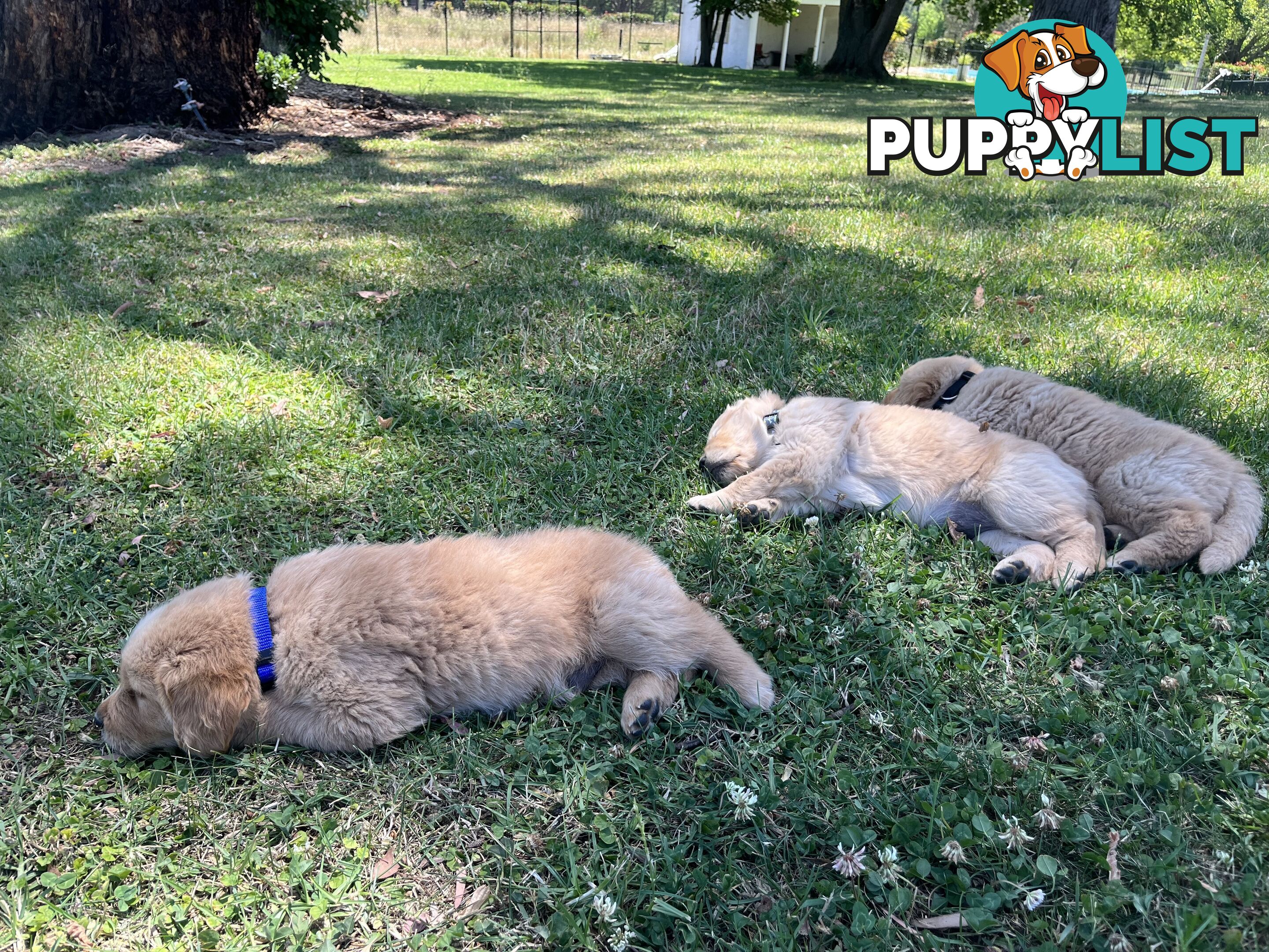 Fullbred Golden Retriever Puppies