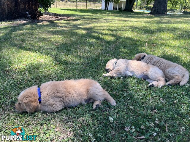 Fullbred Golden Retriever Puppies