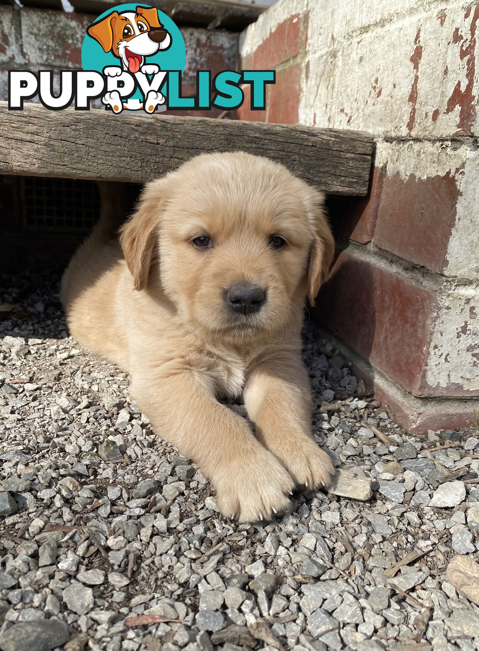 Fullbred Golden Retriever Puppies