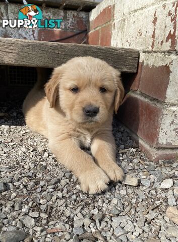 Fullbred Golden Retriever Puppies