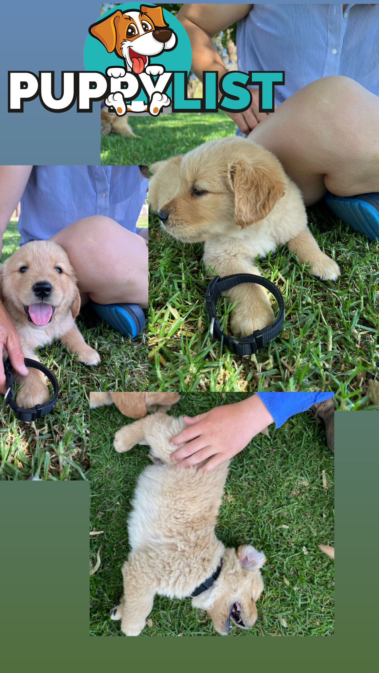 Fullbred Golden Retriever Puppies