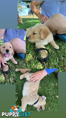 Fullbred Golden Retriever Puppies