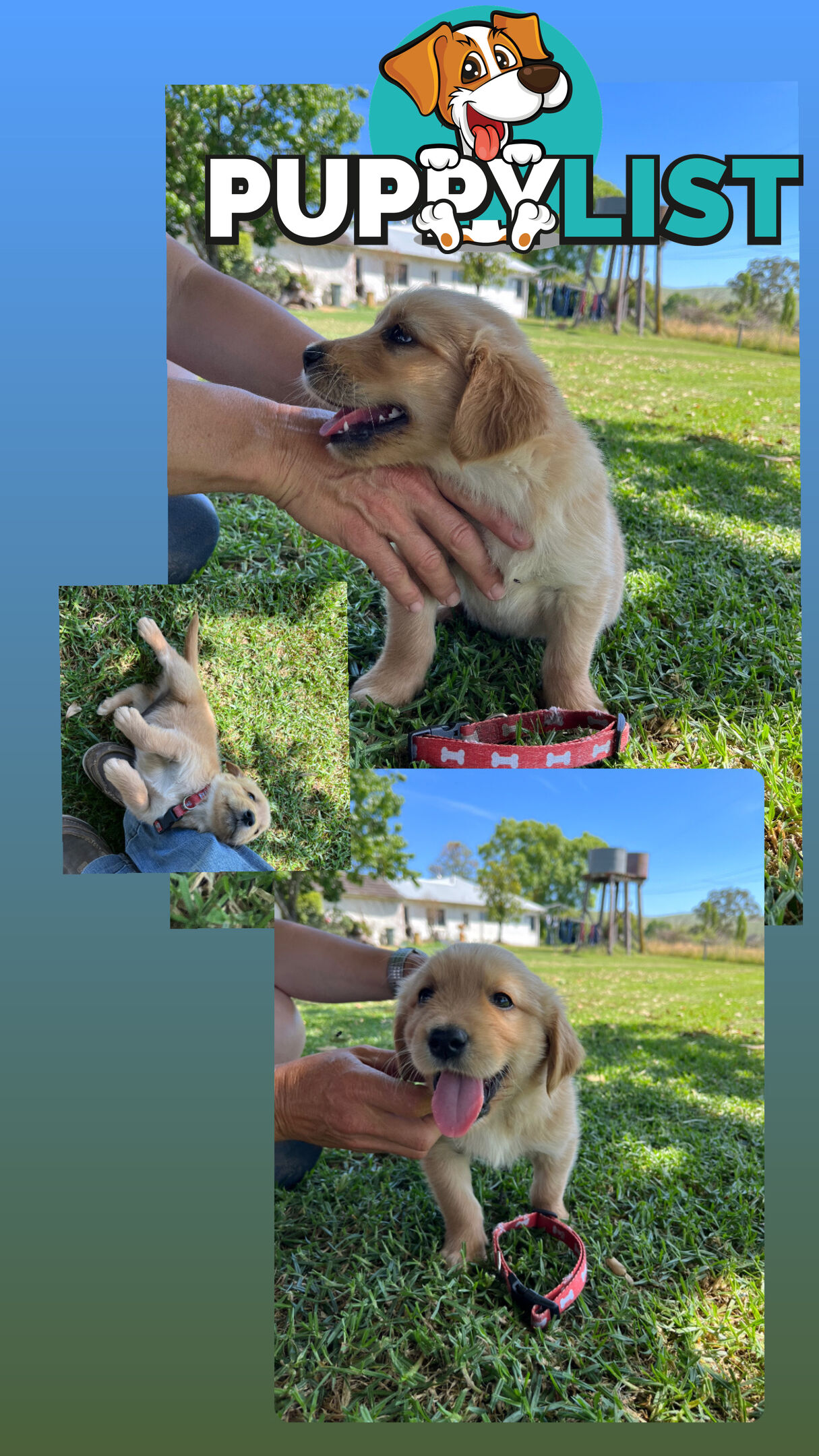 Fullbred Golden Retriever Puppies