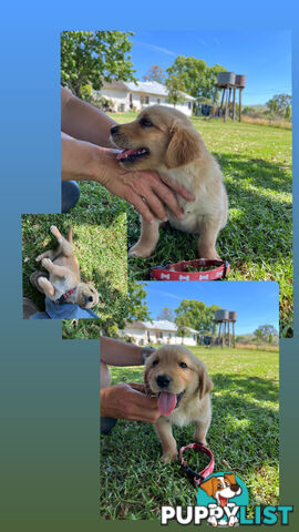 Fullbred Golden Retriever Puppies