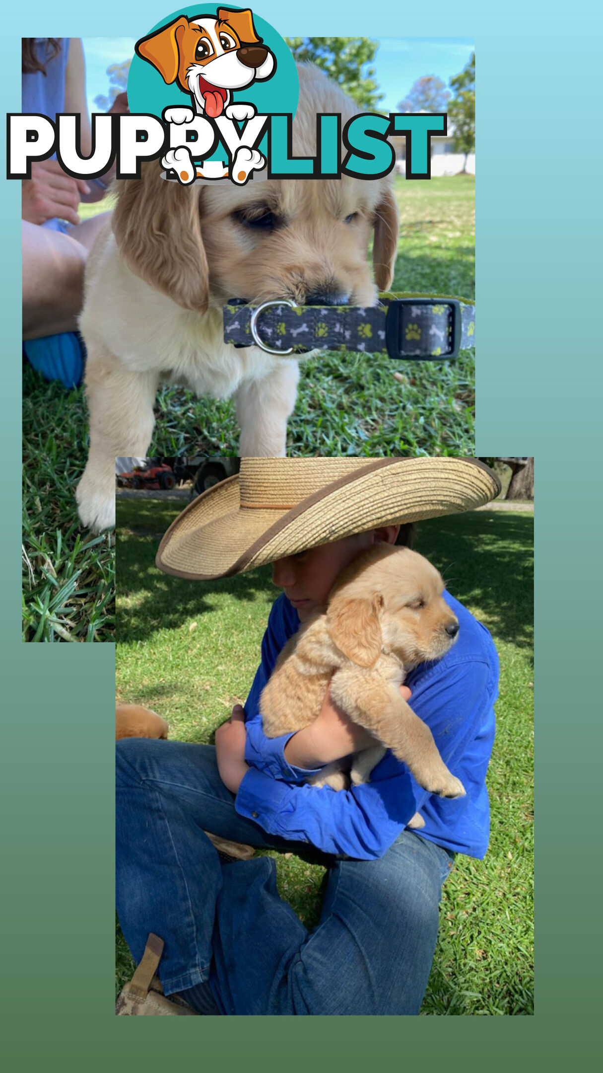 Fullbred Golden Retriever Puppies