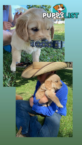 Fullbred Golden Retriever Puppies