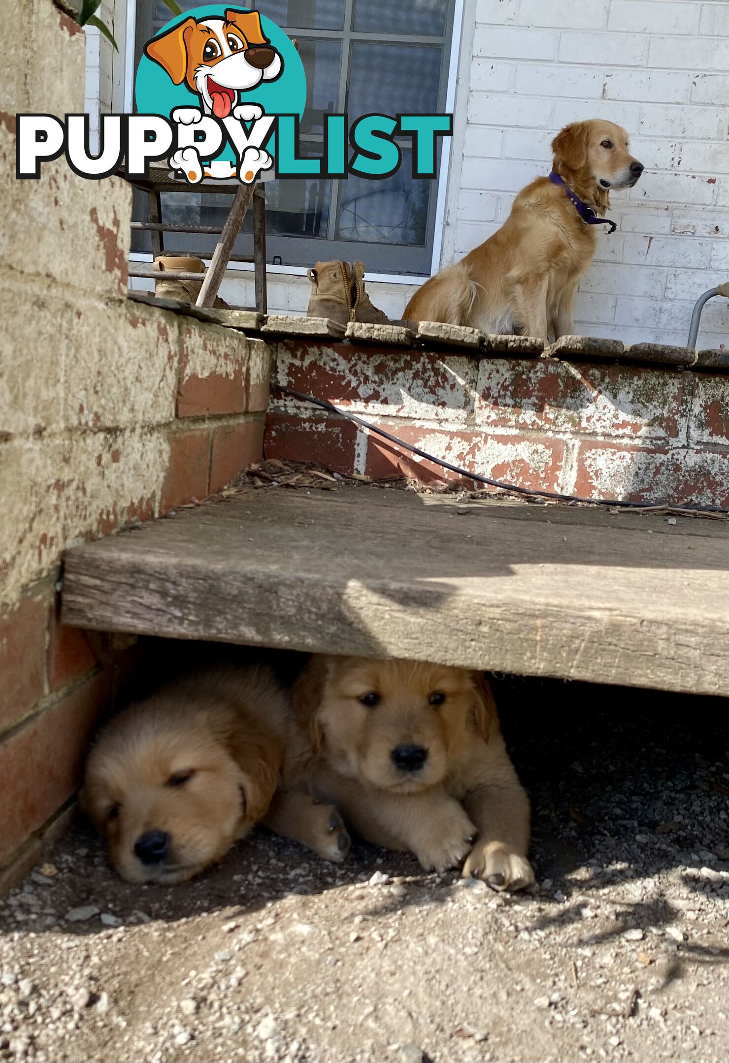 Fullbred Golden Retriever Puppies