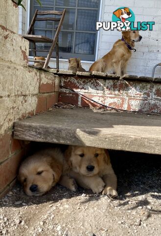 Fullbred Golden Retriever Puppies