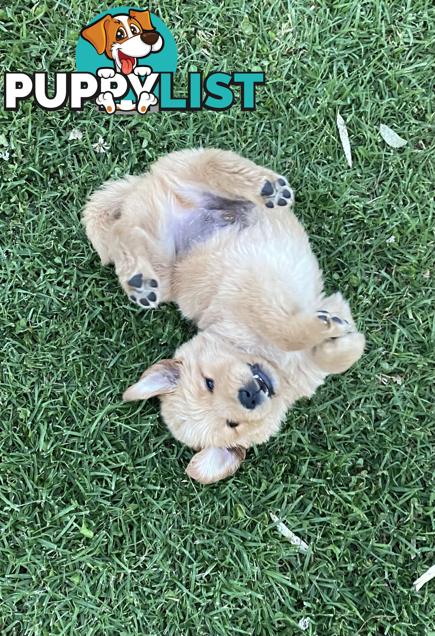 Fullbred Golden Retriever Puppies