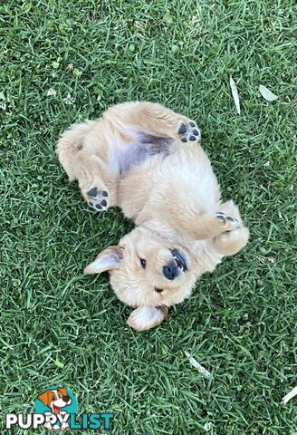 Fullbred Golden Retriever Puppies