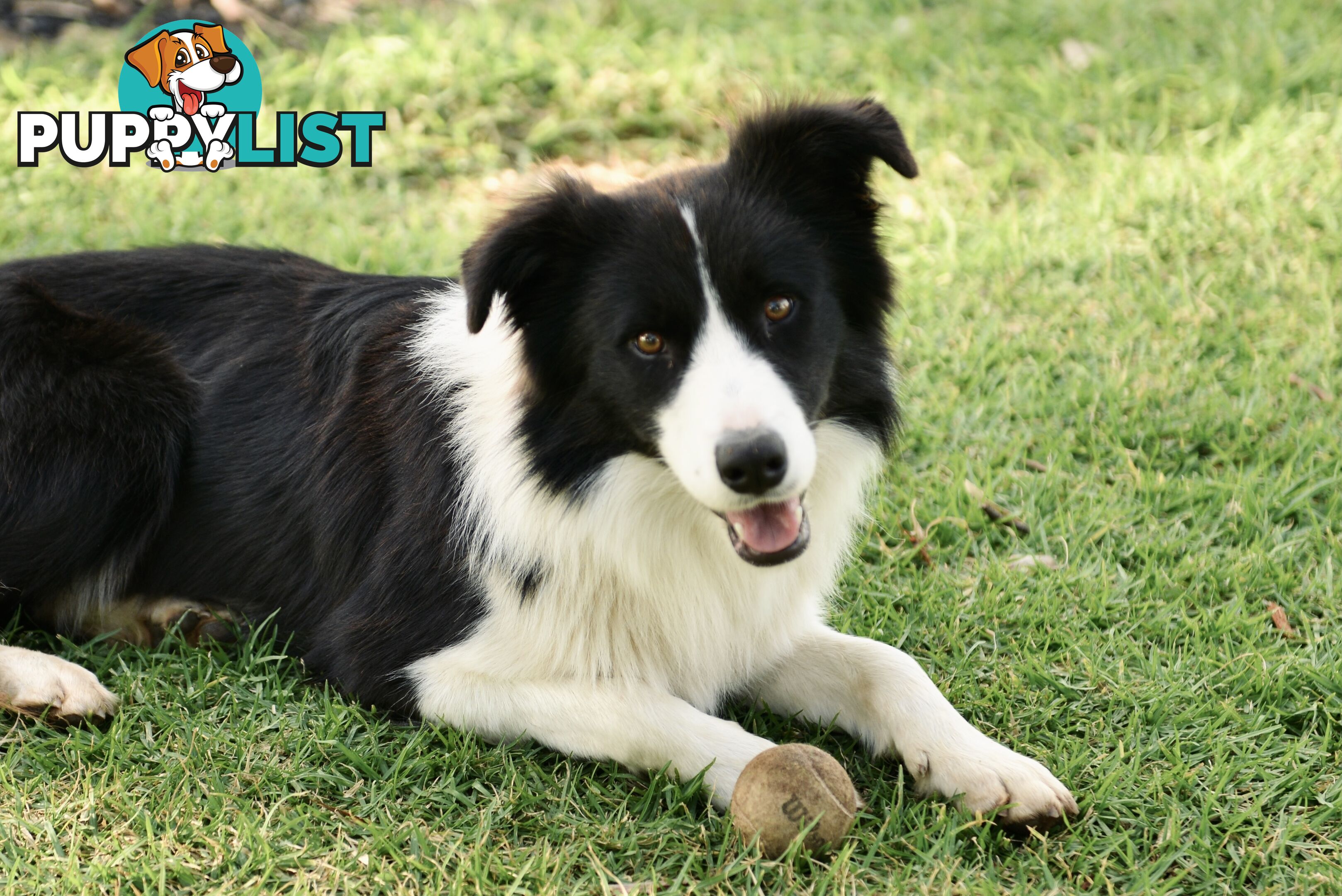 Purebred Border Collie Puppies