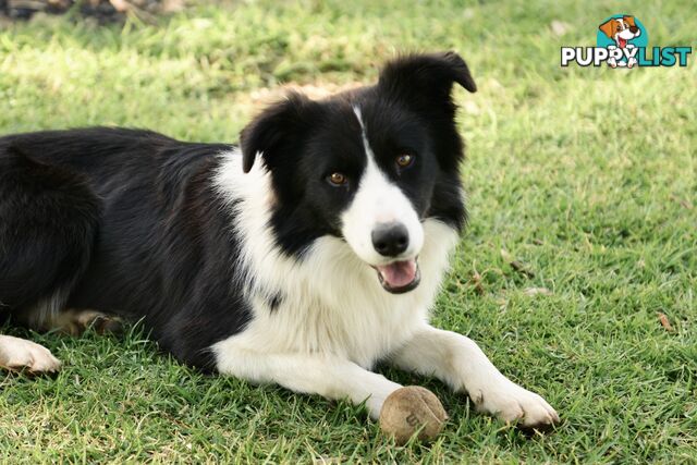 Purebred Border Collie Puppies