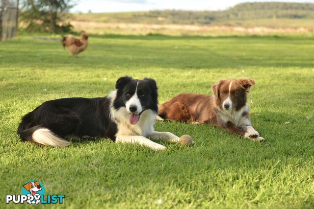 Purebred Border Collie Puppies