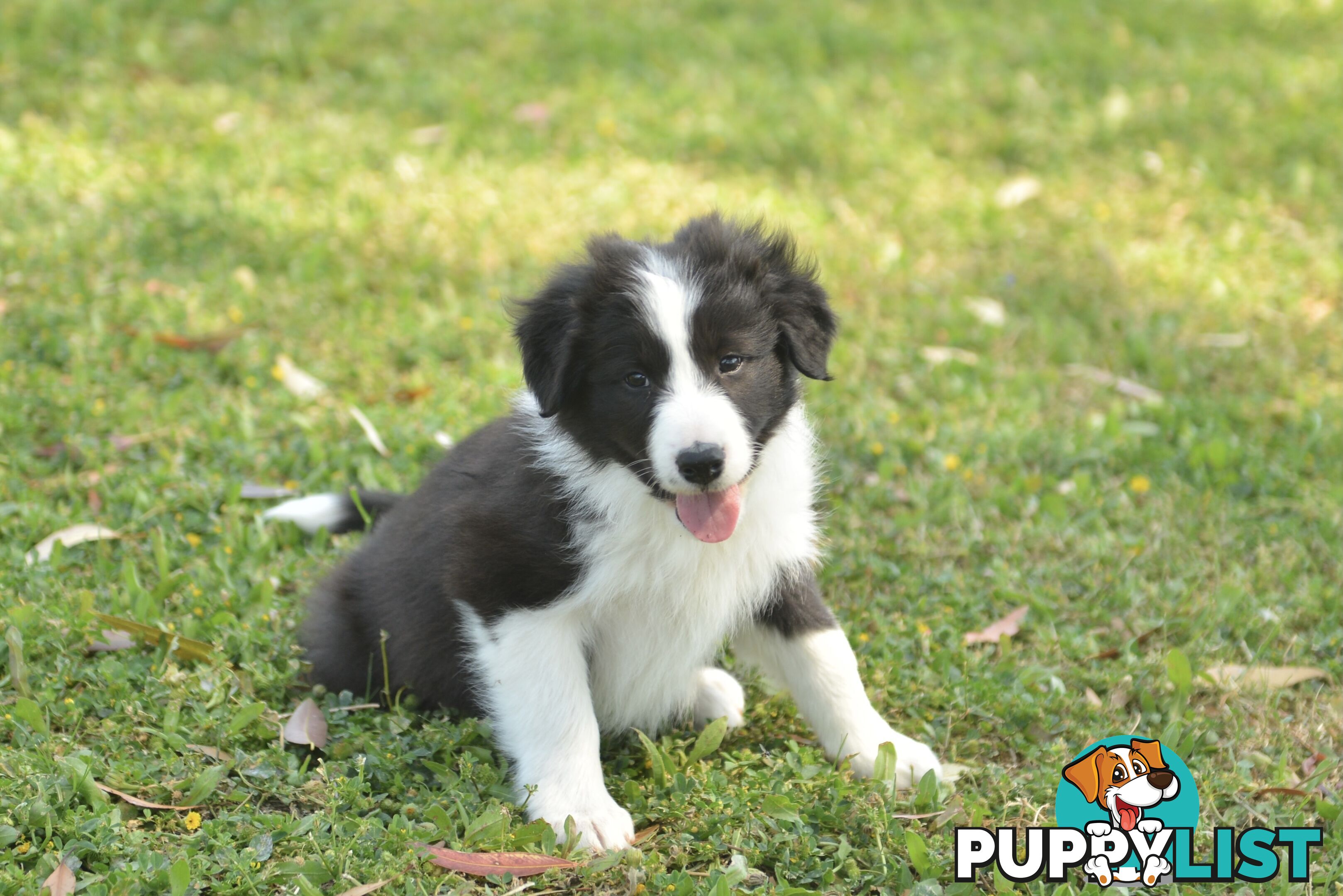 Purebred Border Collie Puppies