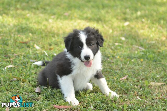 Purebred Border Collie Puppies