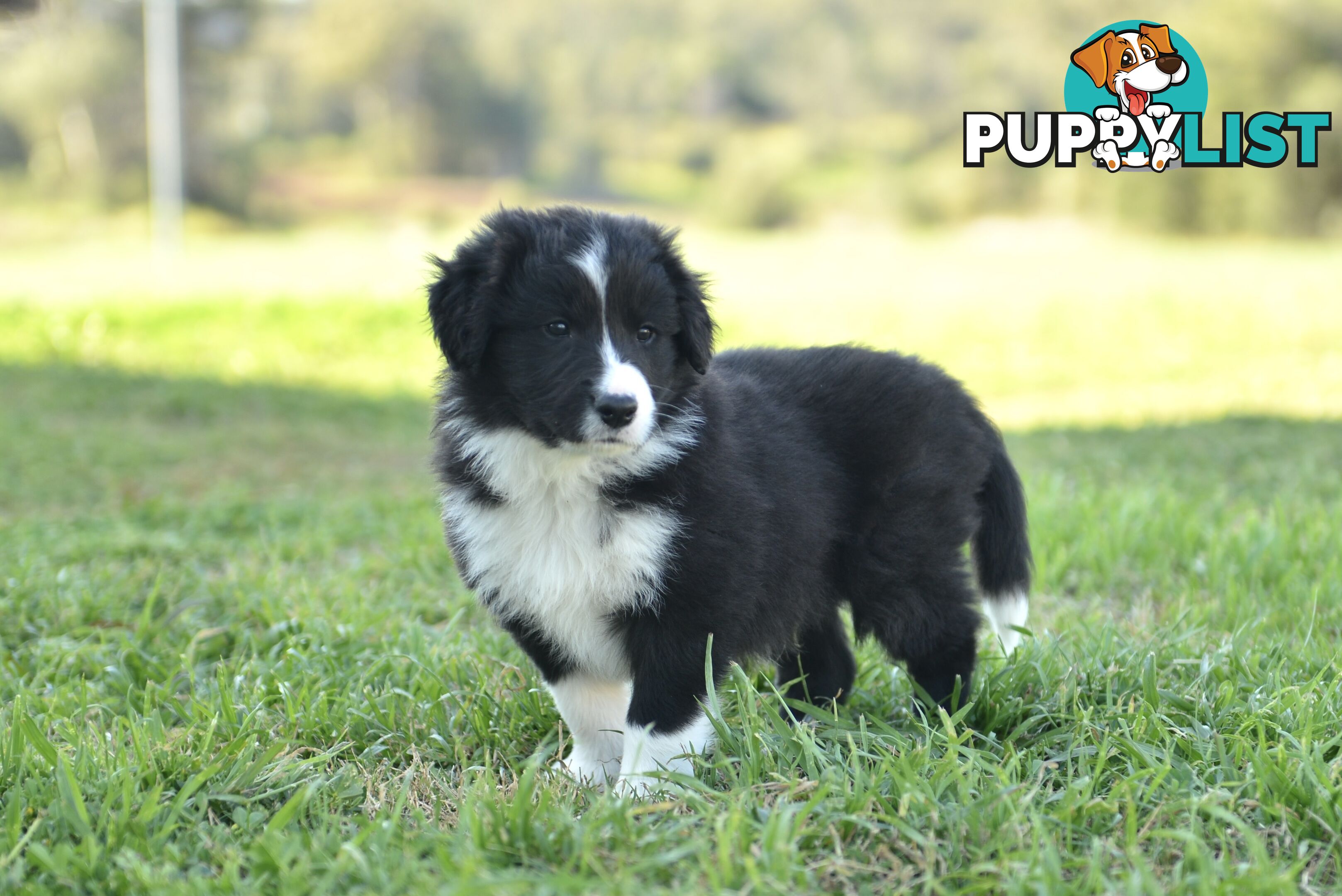 Purebred Border Collie Puppies