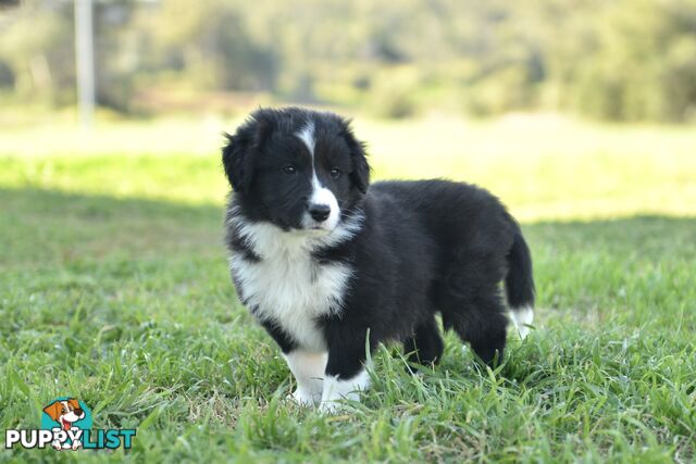 Purebred Border Collie Puppies