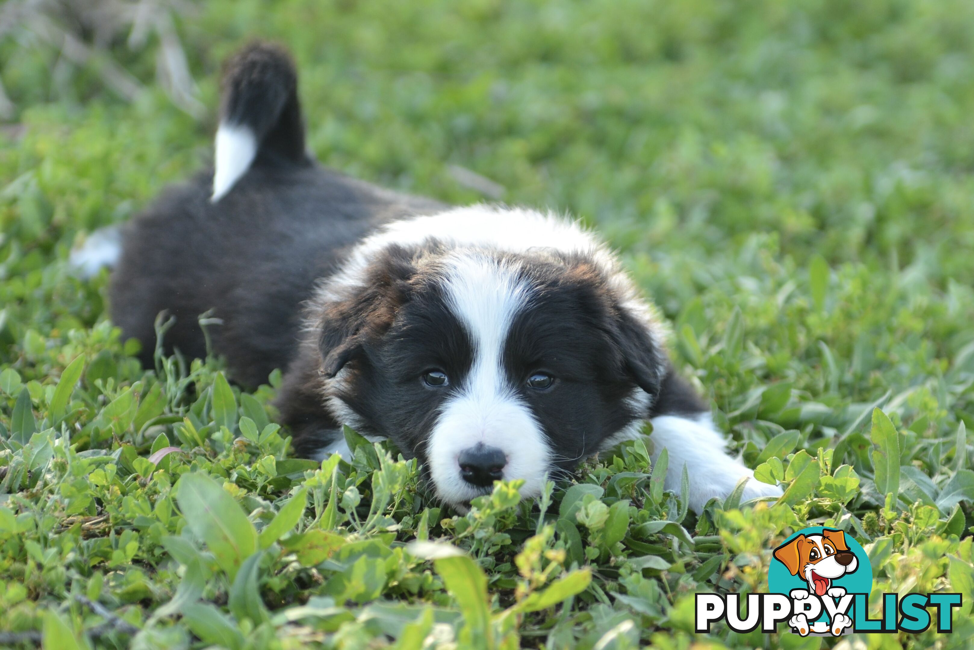 Purebred Border Collie Puppies