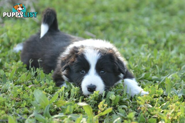 Purebred Border Collie Puppies