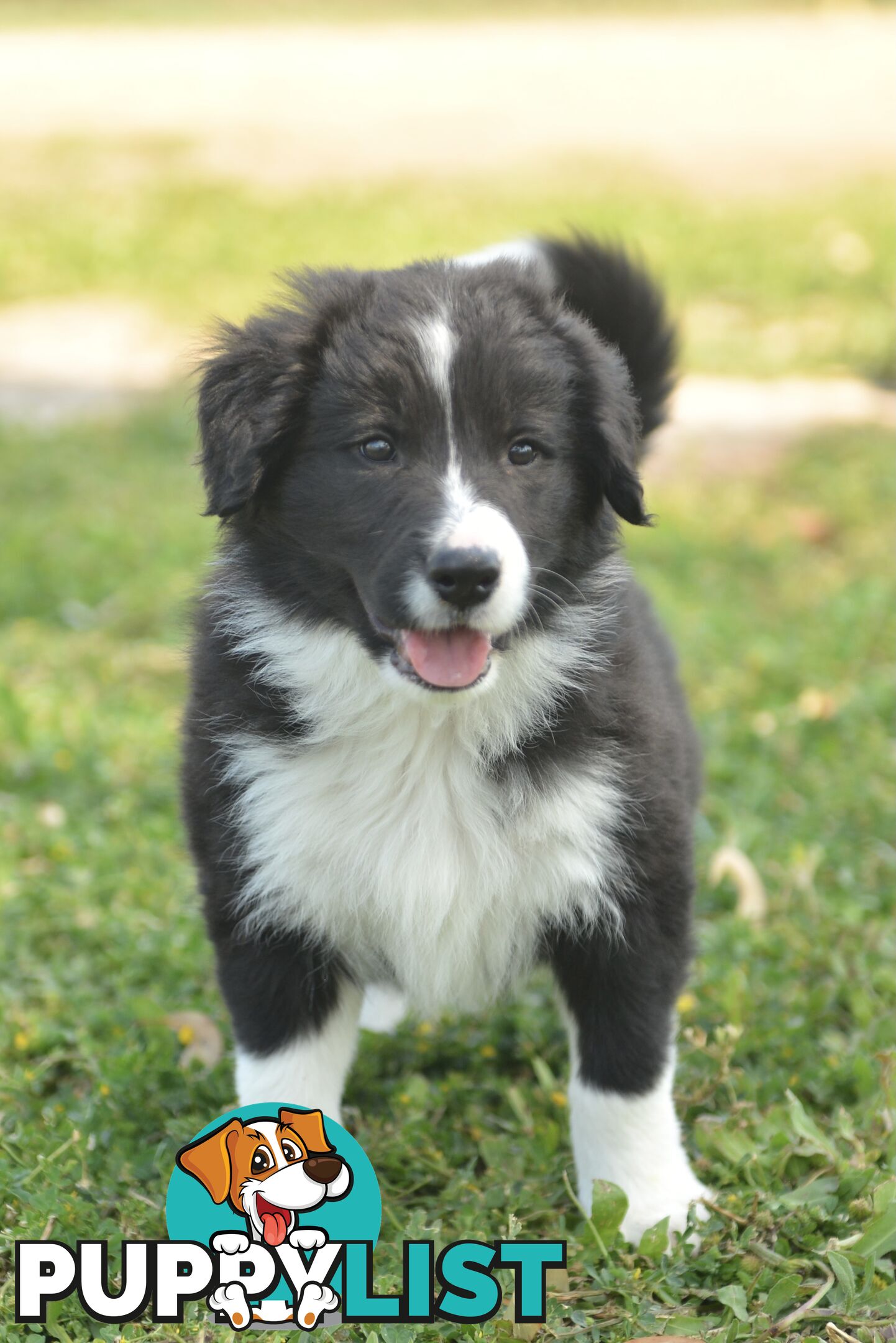 Purebred Border Collie Puppies