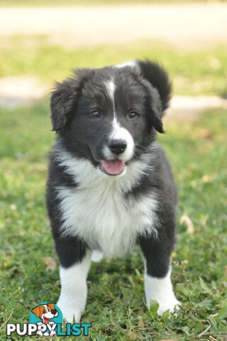 Purebred Border Collie Puppies