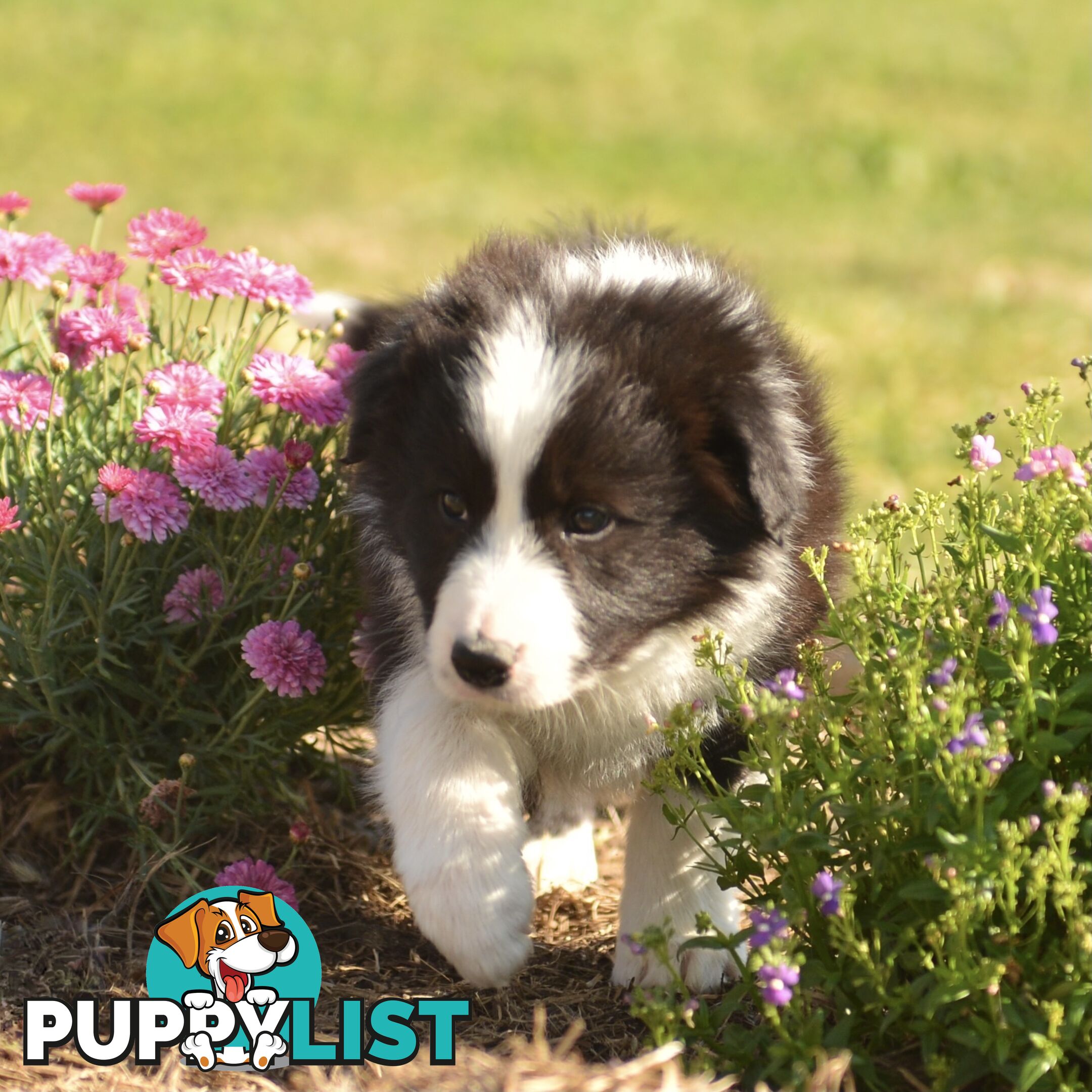 Purebred Border Collie Puppies