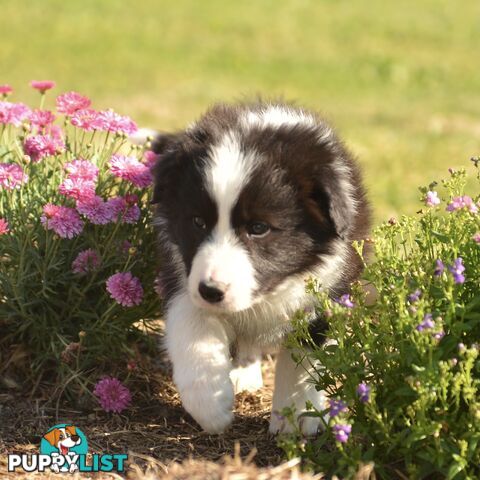 Purebred Border Collie Puppies