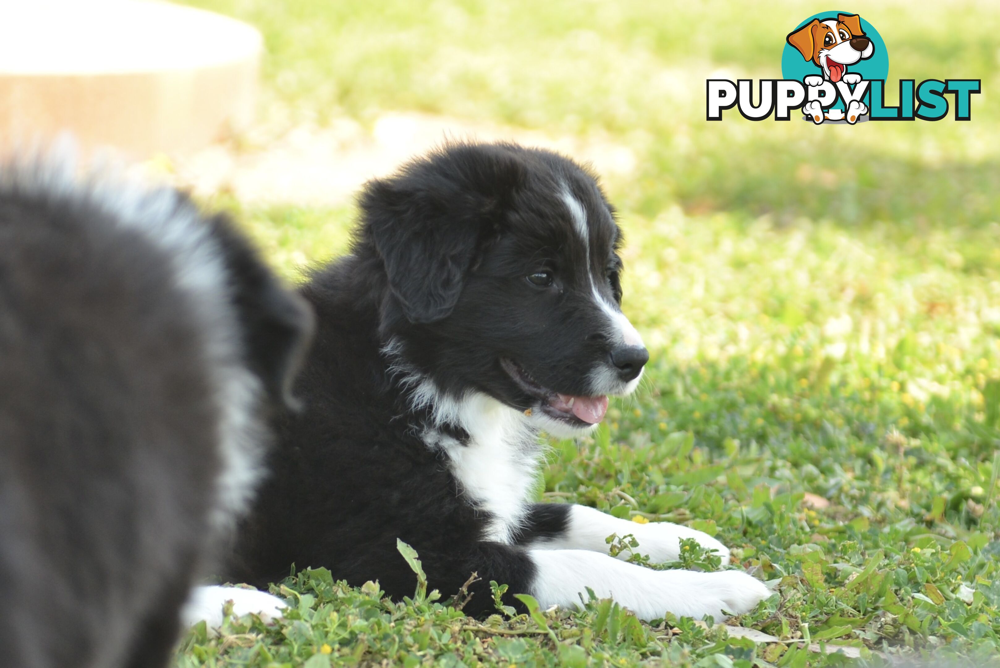 Purebred Border Collie Puppies