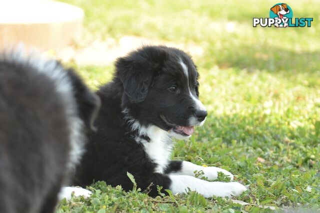 Purebred Border Collie Puppies