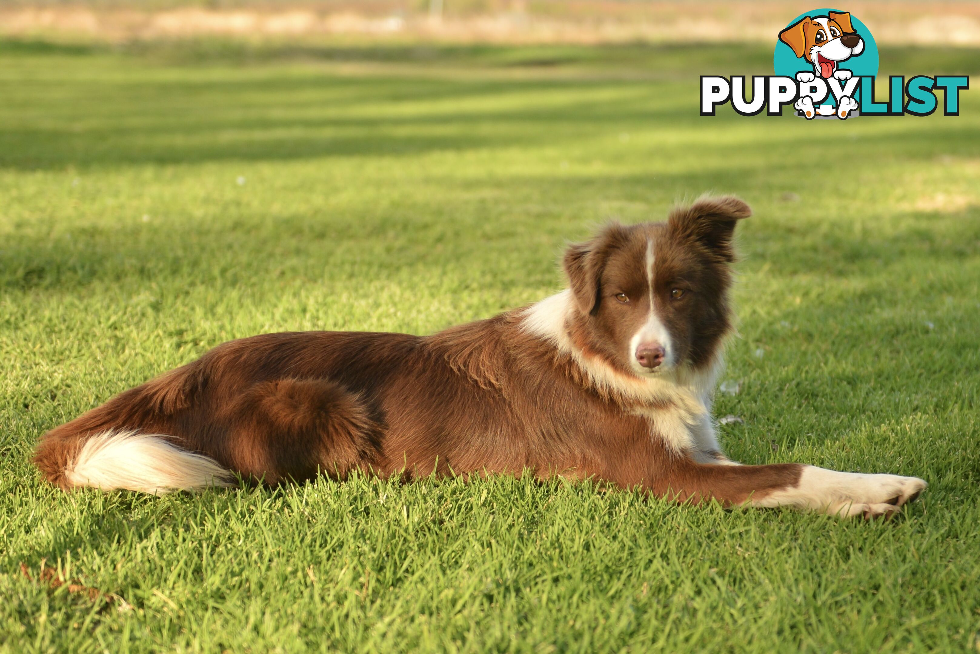 Purebred Border Collie Puppies