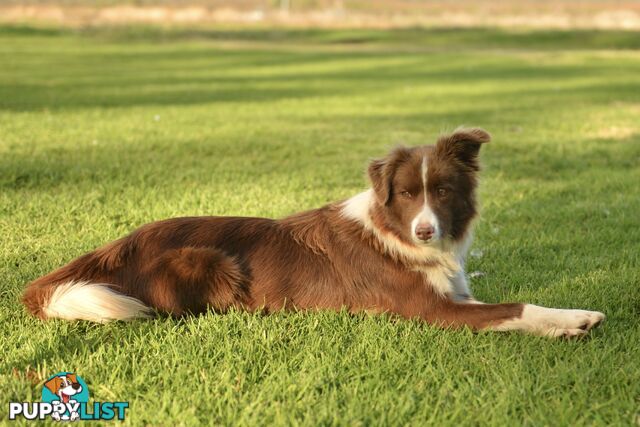 Purebred Border Collie Puppies