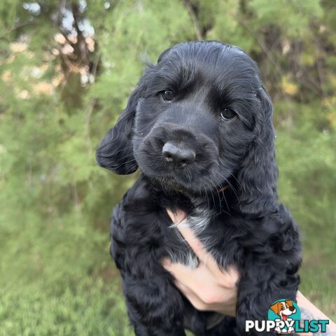 English Cocker x Clumber Spaniel Puppies