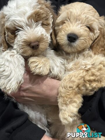 Cuddly Labradoodle sisters – ready to fill your home with love! 🐾💕