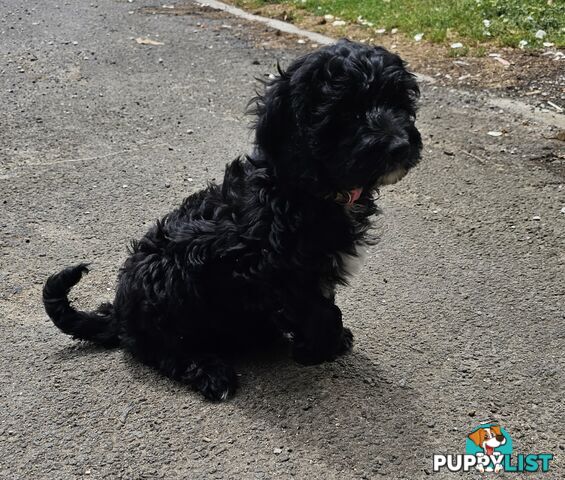 1 Girl Cavoodle puppy looking for her forever home.