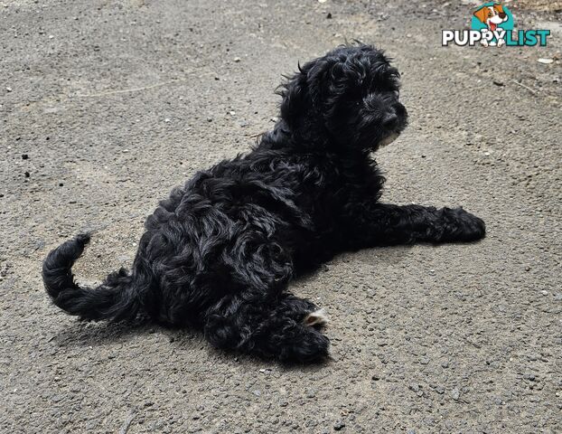 1 Girl Cavoodle puppy looking for her forever home.