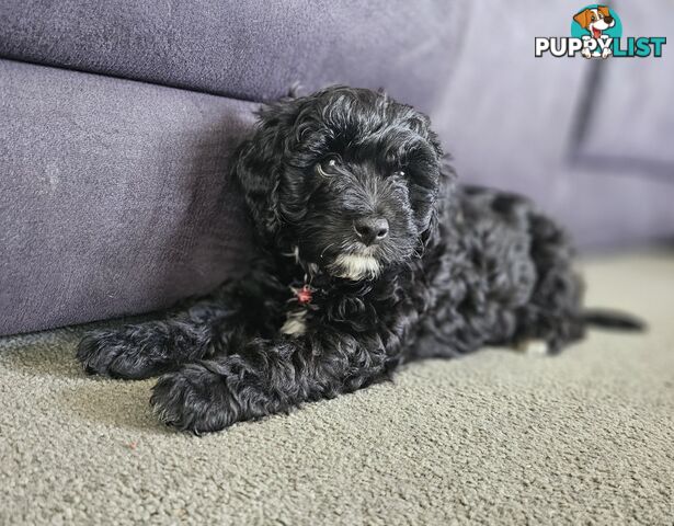 1 Girl Cavoodle puppy looking for her forever home.