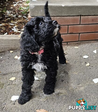 1 Girl Cavoodle puppy looking for her forever home.