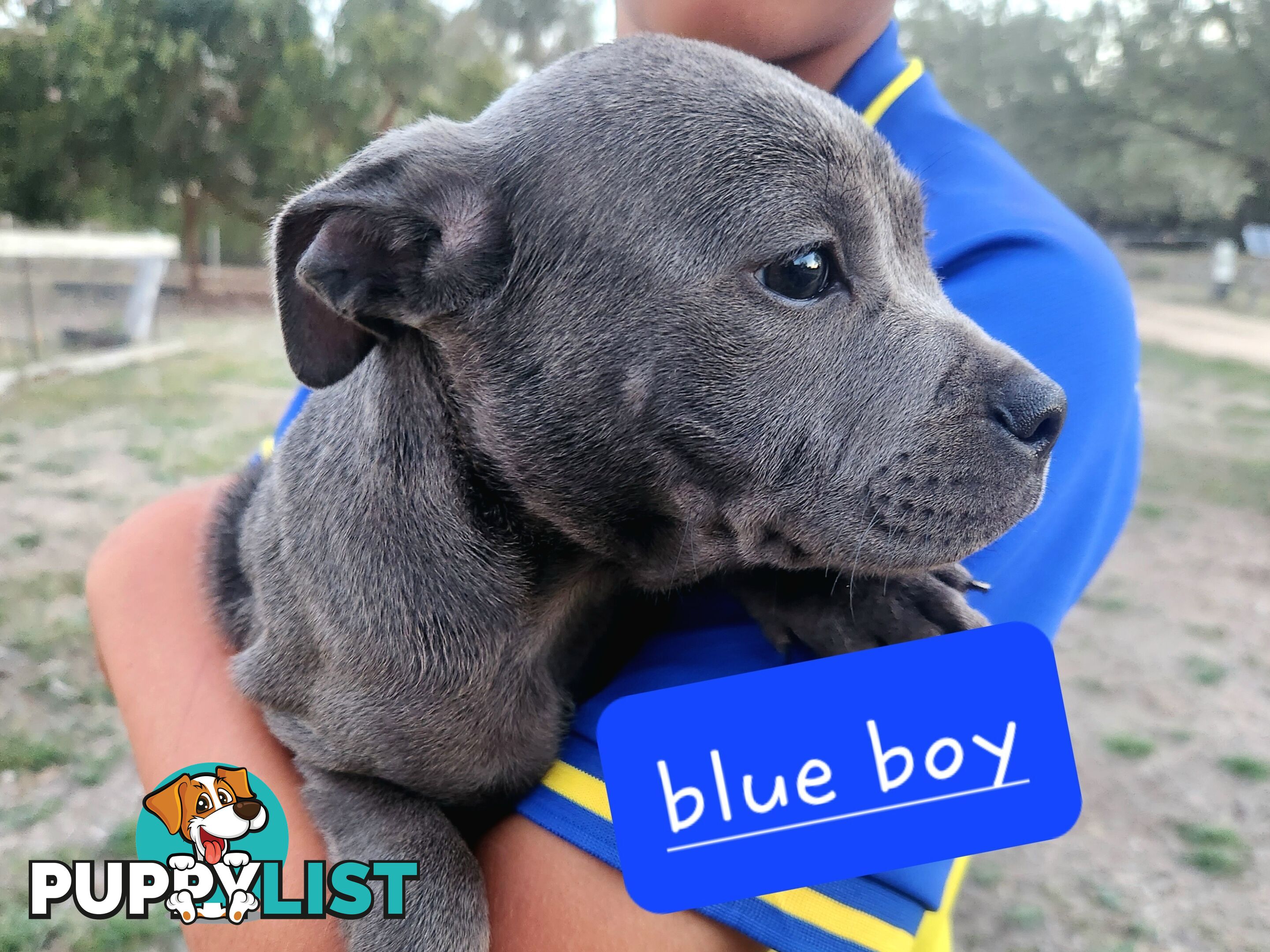 Pure bred blue english staffy