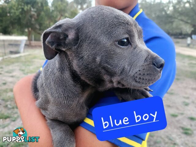 Pure bred blue english staffy