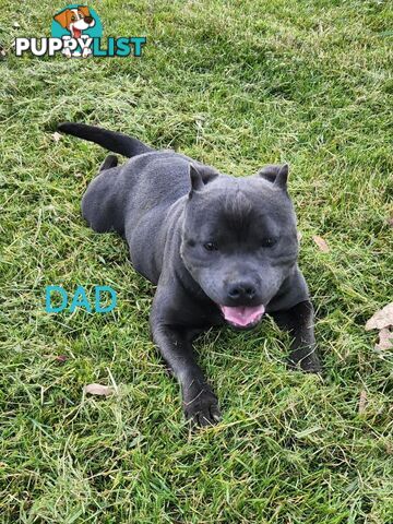 Pure bred blue english staffy