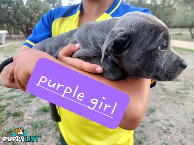 Pure bred blue english staffy