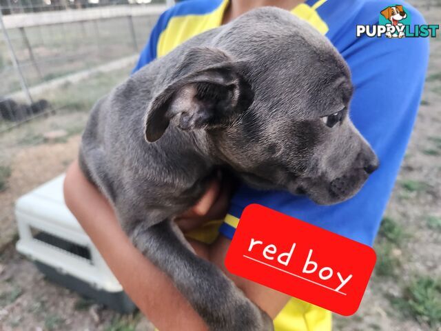 Pure bred blue english staffy