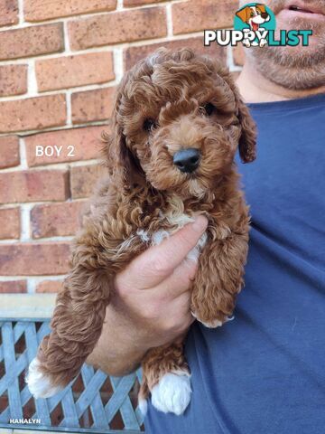 Cavoodle boys