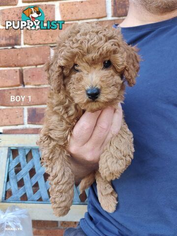 Cavoodle boys