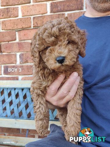 Cavoodle boys