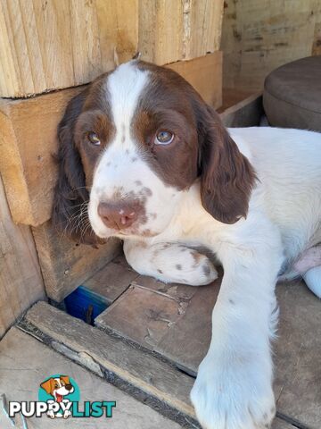 English springer spaniel