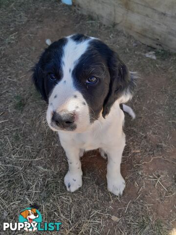 English springer spaniel