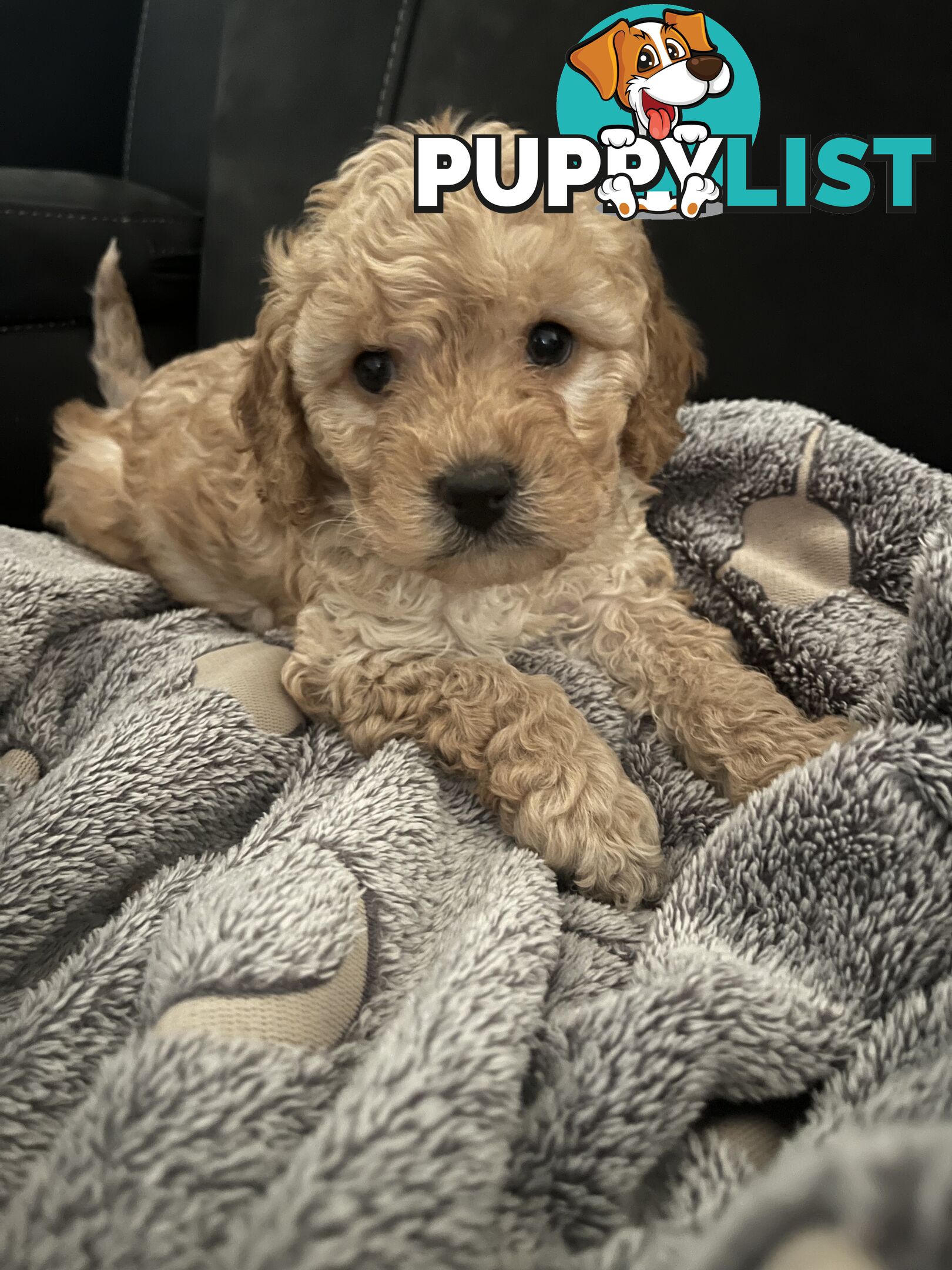 Cavoodle/Spoodle first generation puppies