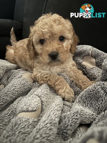 Cavoodle/Spoodle first generation puppies